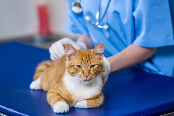 猫を置く女性獣医 — ストック写真