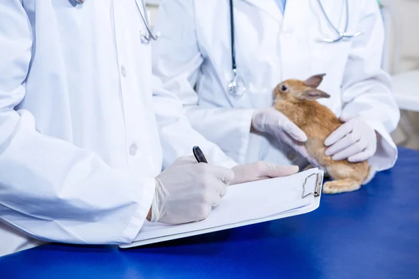 Два ветеринара делают заметки и ухаживают за кроликом — стоковое фото