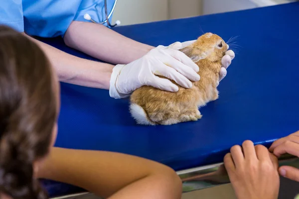 Крупный план женщины ветеринар гладить кролика — стоковое фото
