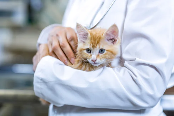 Close up of a cute kitten in vets arms — Stock Photo, Image