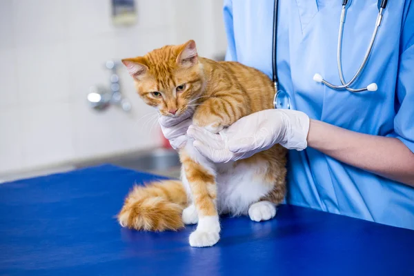 Uma mulher veterinário examinando um gato — Fotografia de Stock