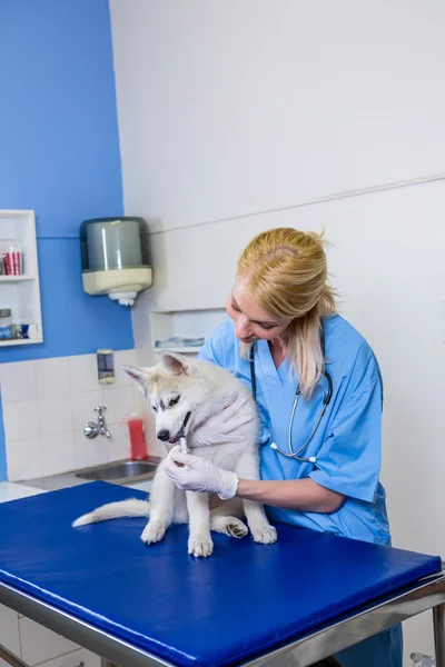 Bir köpek inceleyerek bir kadın Veteriner — Stok fotoğraf