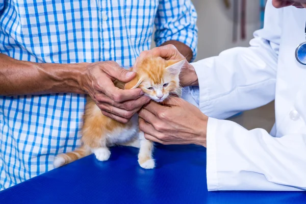 Закрыть женщину ветеринар и ее клиент гладить котенка — стоковое фото