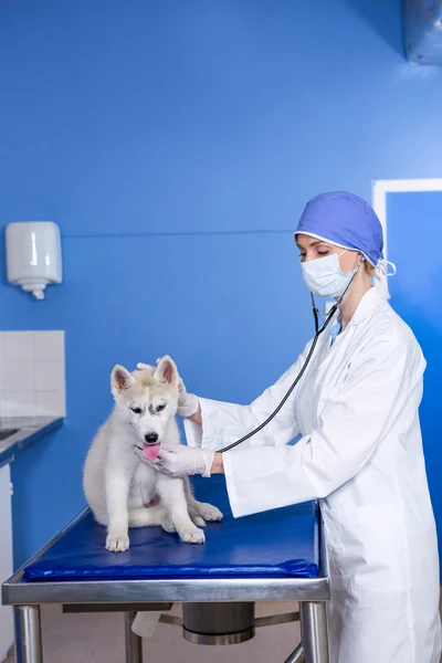 Жінка-ветеринар, що вивчає собаку — стокове фото