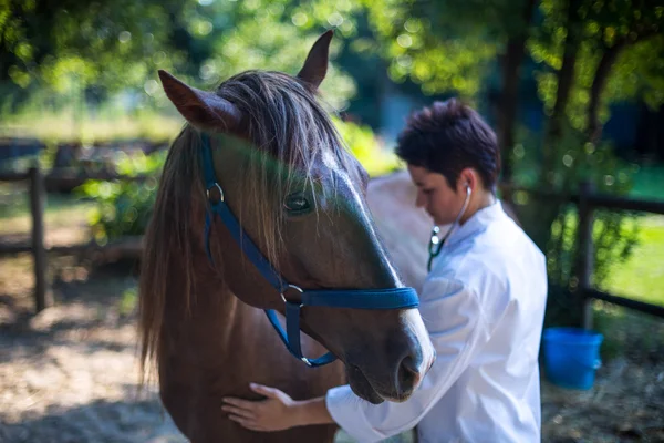 Vet kobieta zbadanie konia — Zdjęcie stockowe