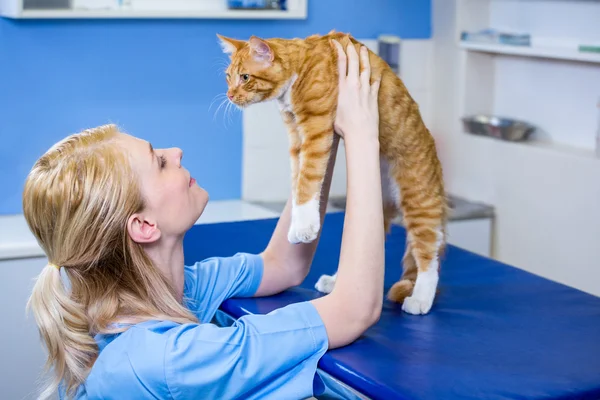 Tierärztin bringt eine Katze mit — Stockfoto