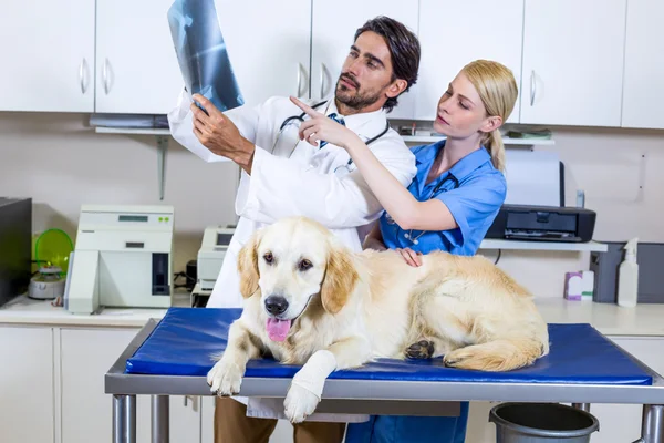 Två veterinärer ser en röntgen — Stockfoto