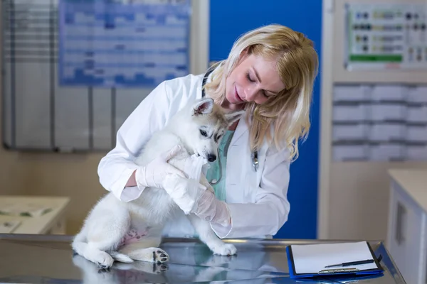 Kadın Veteriner puppys pawa incelenmesi — Stok fotoğraf