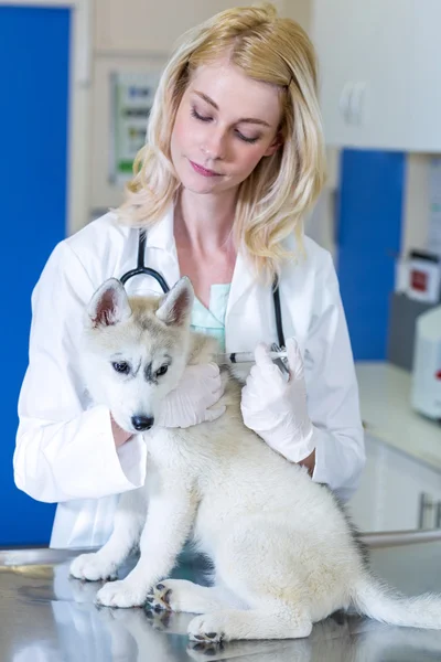 Şirin bir köpek yavrusu için bir enjeksiyon yapıyor kadın Veteriner portresi — Stok fotoğraf