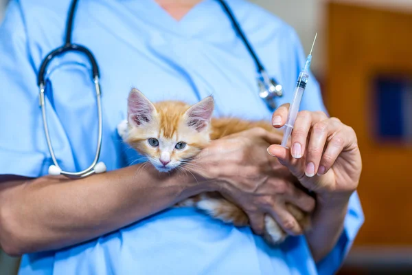 Primer plano de la mujer veterinaria trayendo un gatito y una jeringa — Foto de Stock