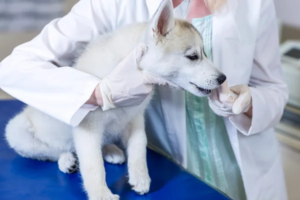 Жінка-ветеринар, що вивчає собаку — стокове фото