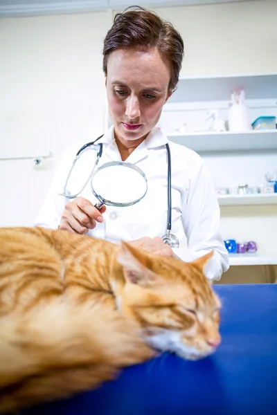 Portret van vrouw dierenarts met behulp van vergrootglazen op een kat — Stockfoto