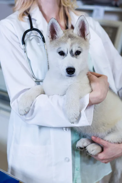 Una mujer veterinaria trayendo un perro — Foto de Stock