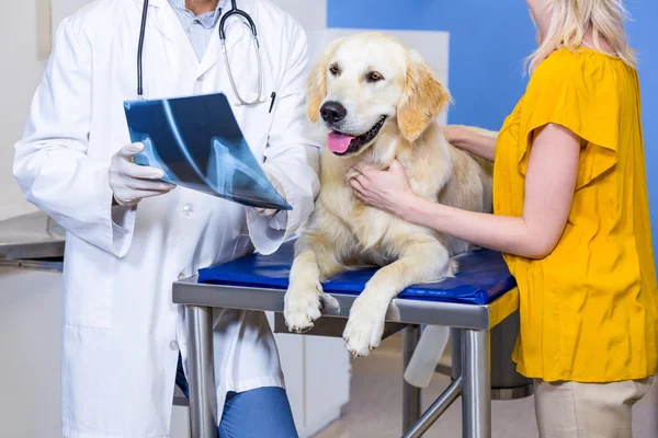 Close up of man vet showing the x-ray to his customer — Stock Photo, Image