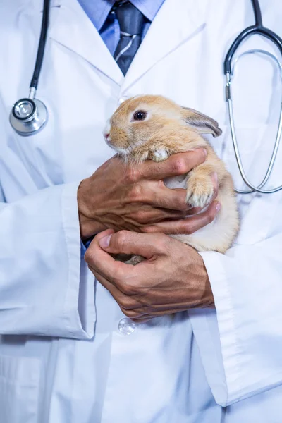 Un veterinario sosteniendo un conejo en sus brazos — Foto de Stock