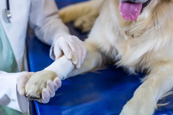 Close-up no veterinário mulher examinando a pata cães — Fotografia de Stock