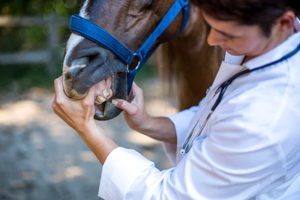 Primo piano su una donna veterinario esaminando i denti dei cavalli — Foto Stock