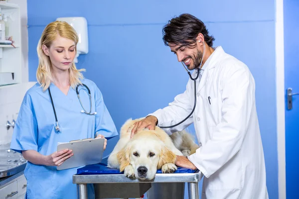 Dos veterinarios examinando a un perro — Foto de Stock