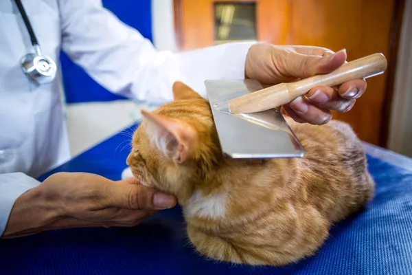 Tierarzt untersucht Katze aus nächster Nähe — Stockfoto