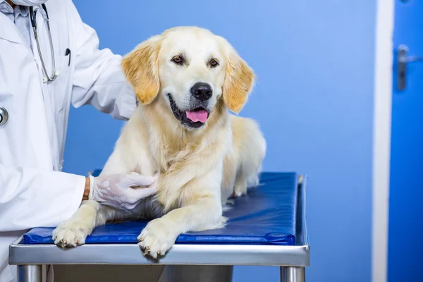 Primer plano del hombre veterinario acariciando a un perro —  Fotos de Stock
