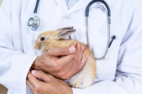 Gros plan d'un lapin dans les bras des vétérinaires — Photo