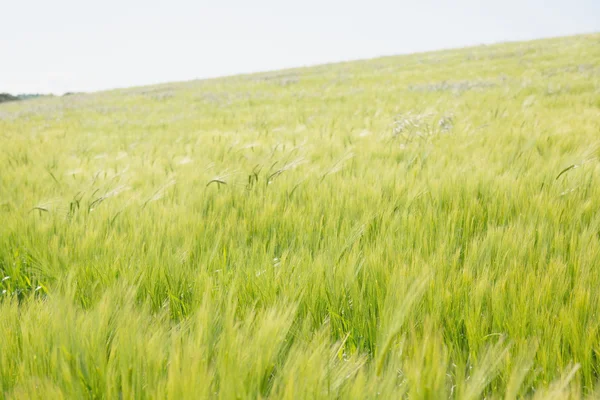 Imagem da paisagem prado verde — Fotografia de Stock