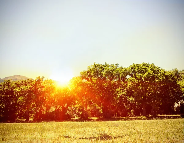 ดวงอาทิตย์ขึ้นเหนือต้นไม้ — ภาพถ่ายสต็อก