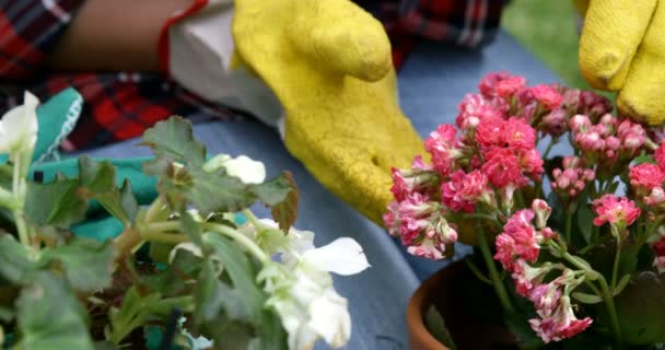 Blommor potten och händer — Stockvideo