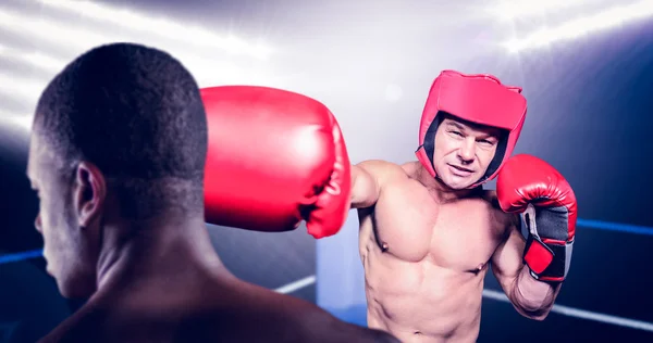 Rückansicht Boxer stehend — Stockfoto