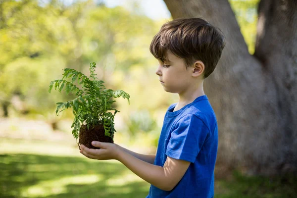 男孩抱着树苗植物 — 图库照片