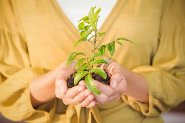 Empresária mostrando planta — Fotografia de Stock