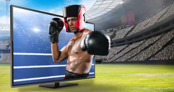 Boxer presterende rechtop houding — Stockfoto