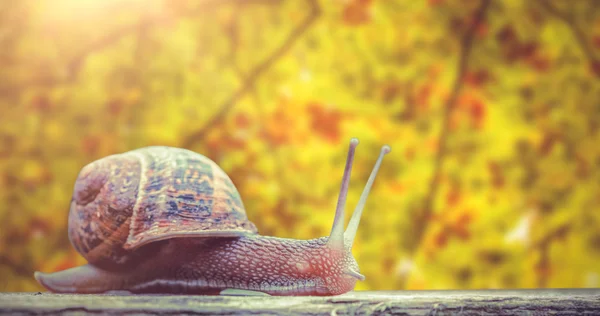 Snail against branches and leaves — Stock Photo, Image