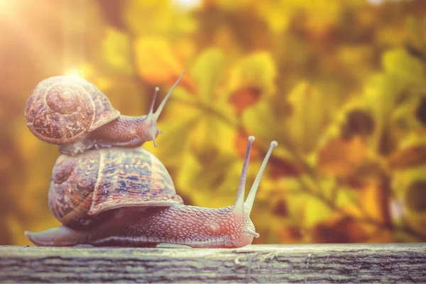 Caracol contra tiro de folhas — Fotografia de Stock