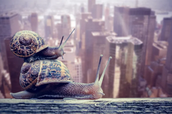 Snail against city landscape — Stock Photo, Image