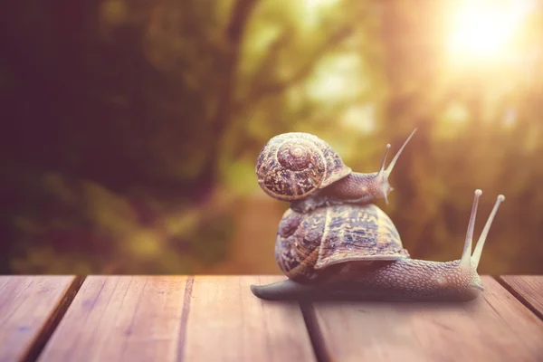 Image composite des escargots Images De Stock Libres De Droits