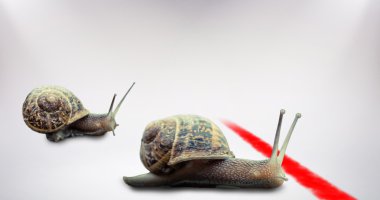 Composite image of snails clipart