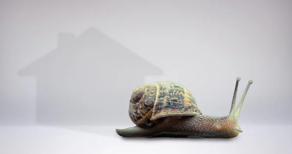 Composite image of snail — Stock Photo, Image