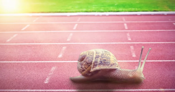 Zusammengesetztes Bild der Schnecke — Stockfoto