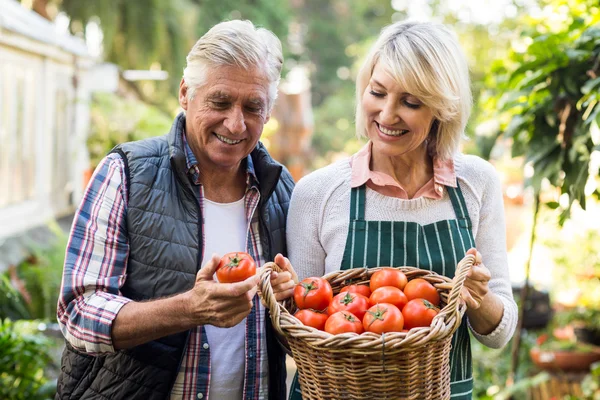 Prowadzenie koszyka pomidor ogrodników — Zdjęcie stockowe