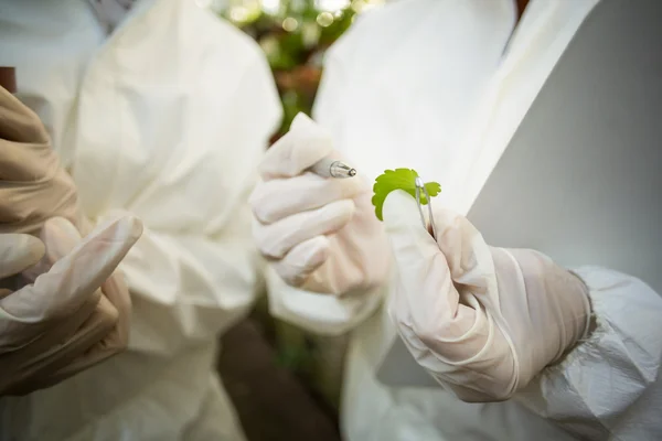 Cientistas examinando folhas de plantas — Fotografia de Stock