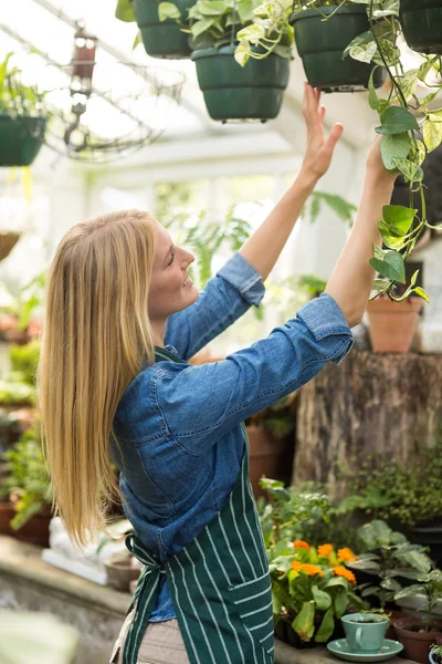 Glückliche Frau hängt Topfpflanzen auf — Stockfoto