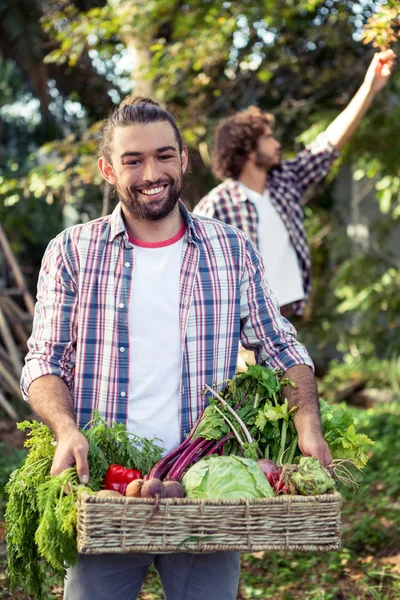 Jardineiro com legumes no jardim — Fotografia de Stock