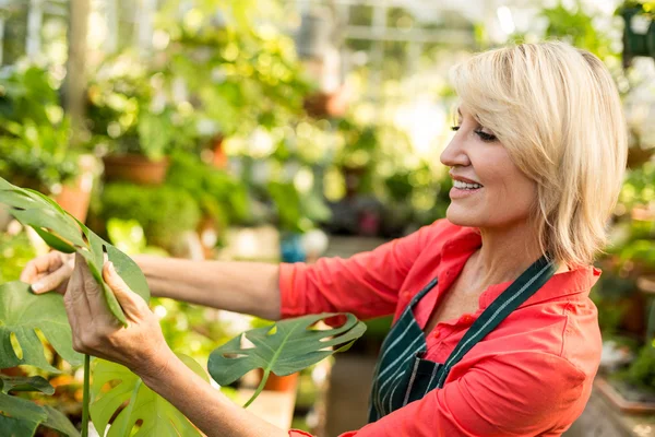 Gardener inspecting leaves at greenhouse — Stock Photo, Image