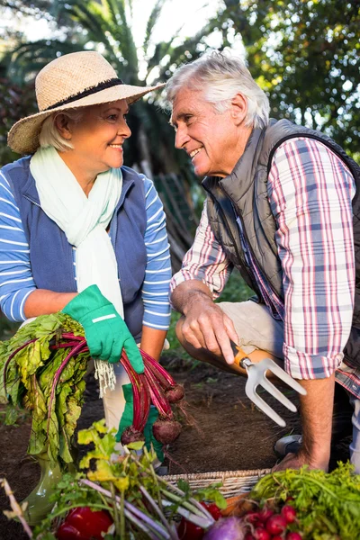 Jardinería feliz pareja en la granja botánica —  Fotos de Stock