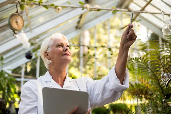 女科学家审查爬山虎植物 — 图库照片