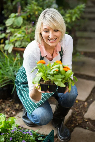 Jardinero femenino examinando planta en maceta — Foto de Stock