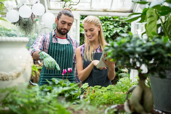 Kollegen arbeiten im Gewächshaus — Stockfoto