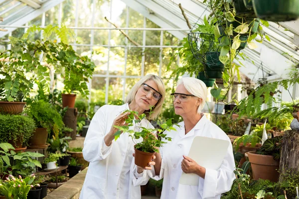 Cientistas examinando planta em vaso — Fotografia de Stock