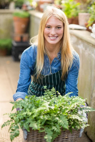 Gardener lifting plants in wicker basket — Stock Photo, Image